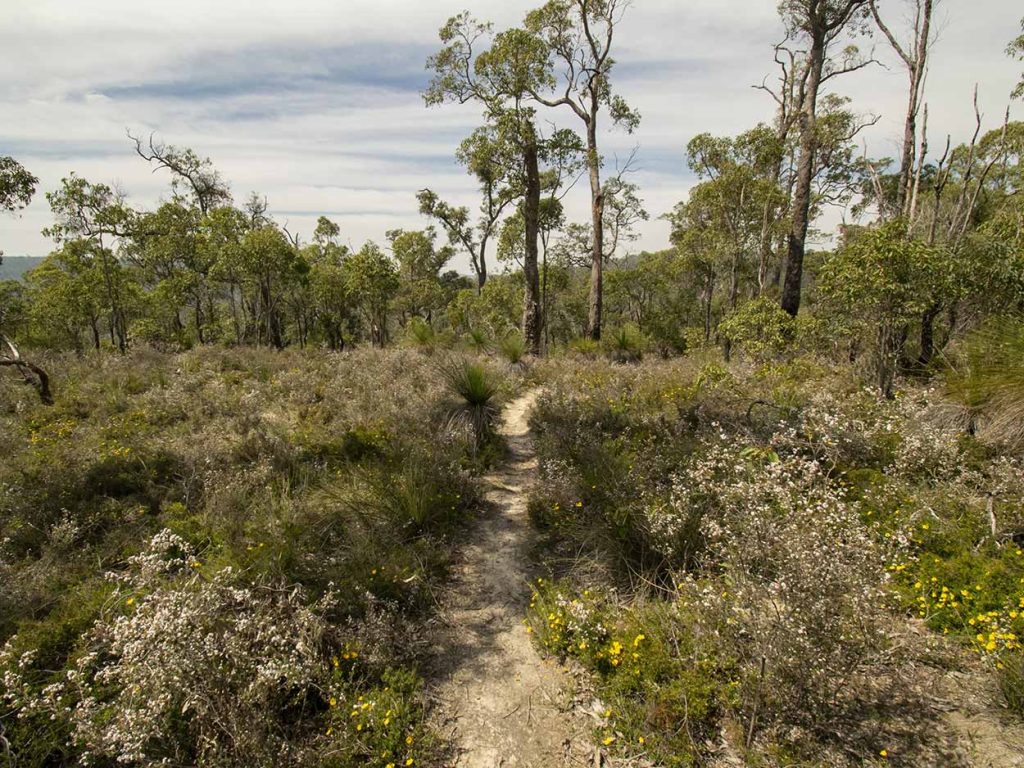"Hiking in the wildflowers, Kalamunda National Park, Perth, Australia" by metrotrekker.com is licensed under CC BY-SA 4.0