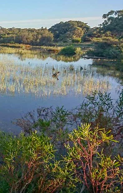 "Lake Claremont on the Yange Kep Bidi Trail, Lake Claremont, Perth, Australia" by metrotrekker.com is licensed under CC BY-SA 4.0